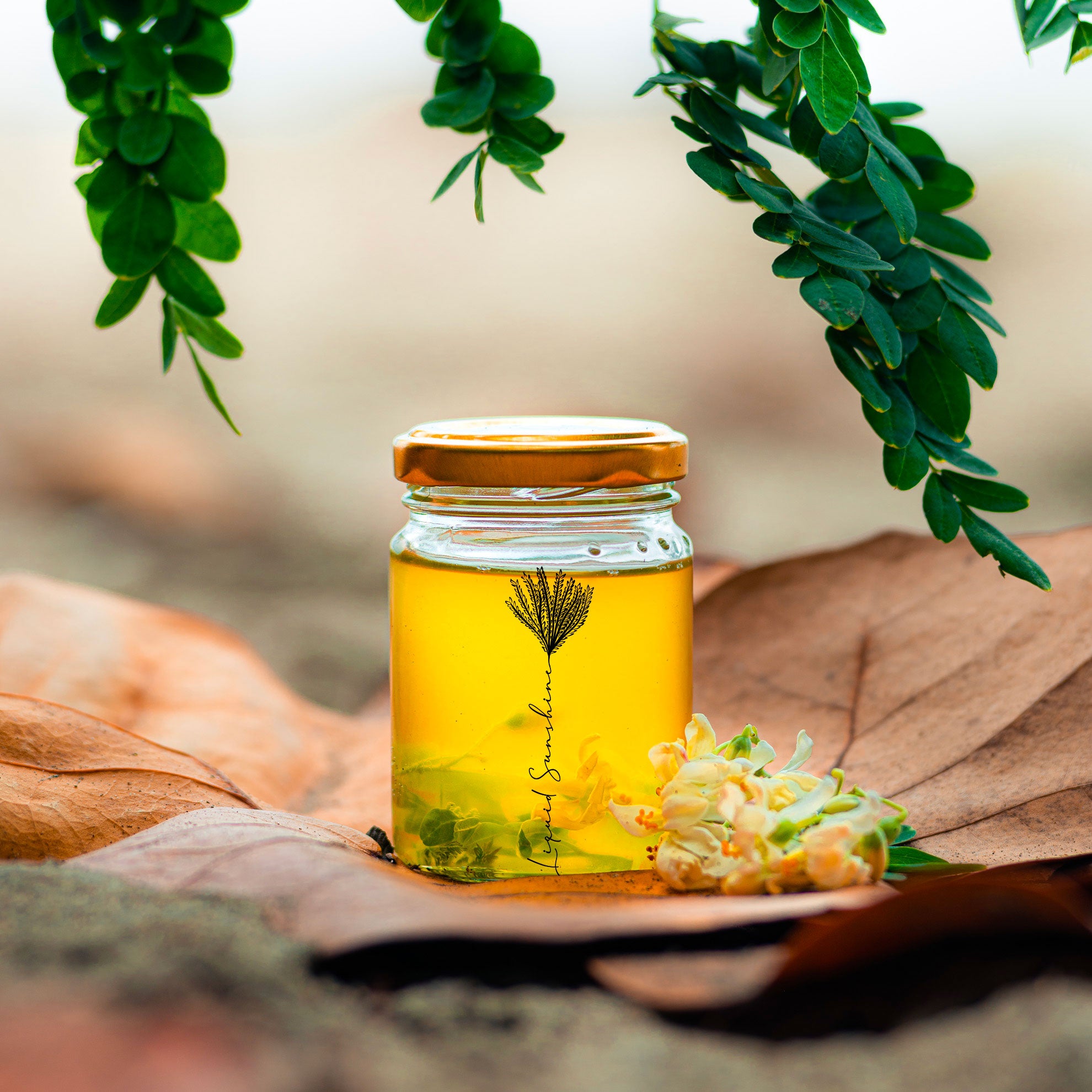 Macérat de Moringa