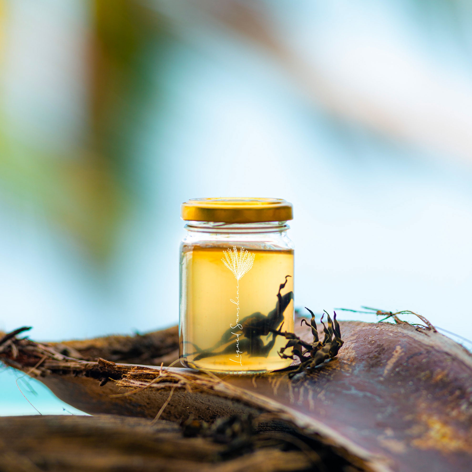 Macérat d' Ylang Ylang